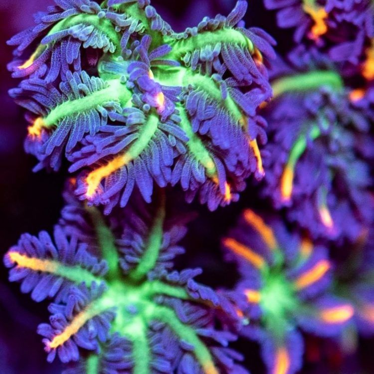 Clavularia Tricolor, Fireworks