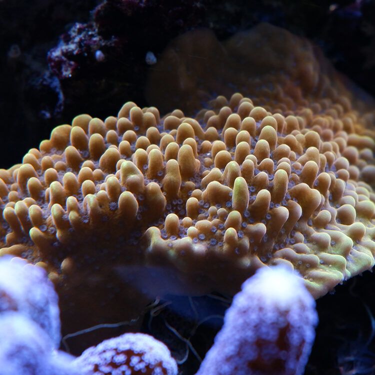 Foto by RainbowCoralReef - www.instagram.com/rainbowcoralreef