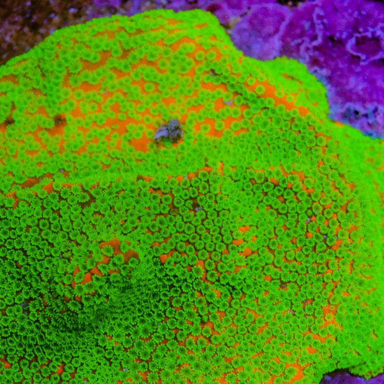 Foto by : Toms Korallen - www.toms-korallen.de