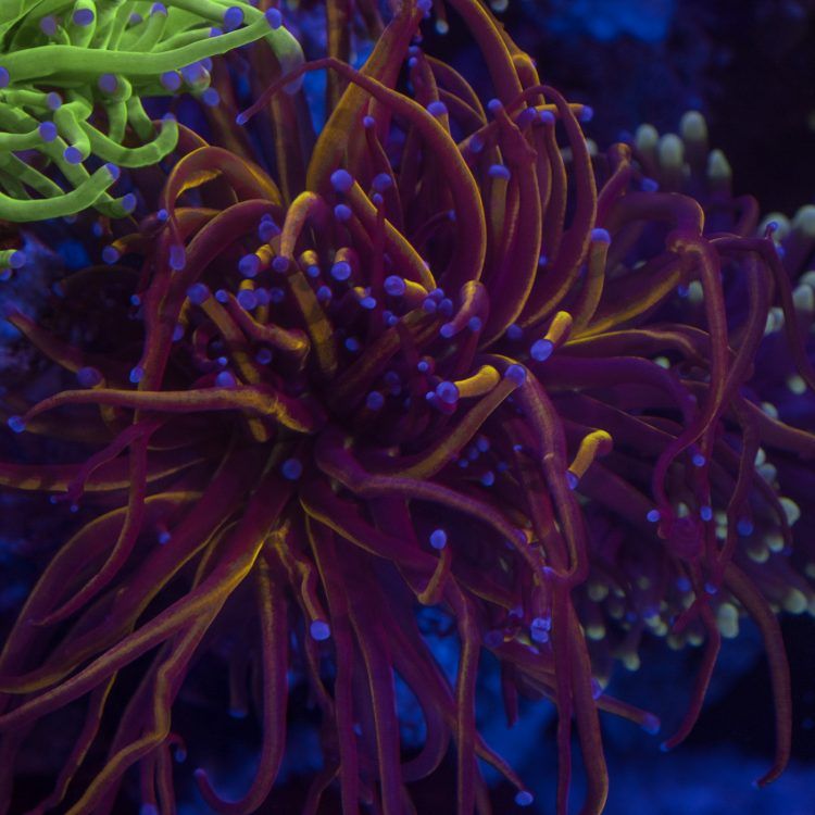 Foto by : Photo by Fauna Marin (Corey) - www.faunamarincorals.de