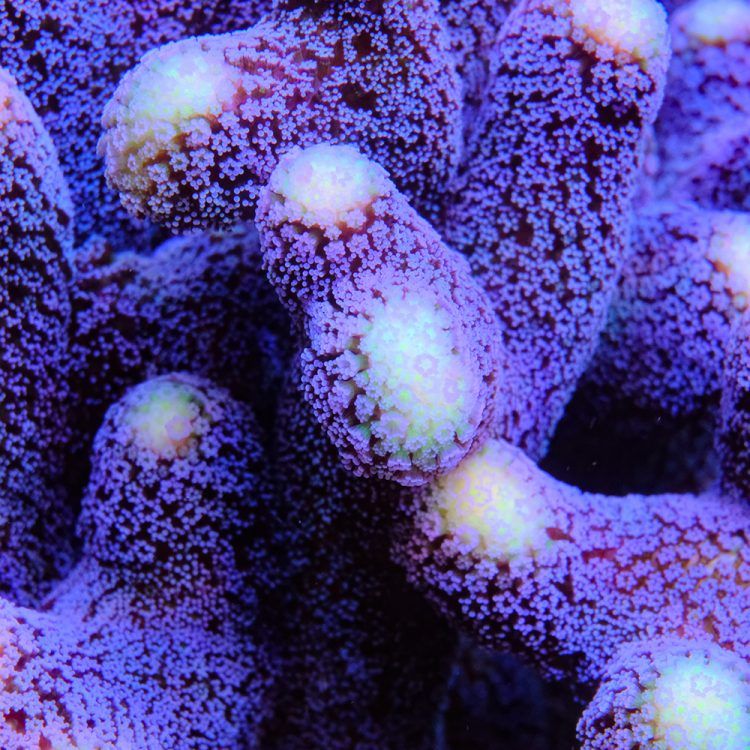 Stylopora Milka
