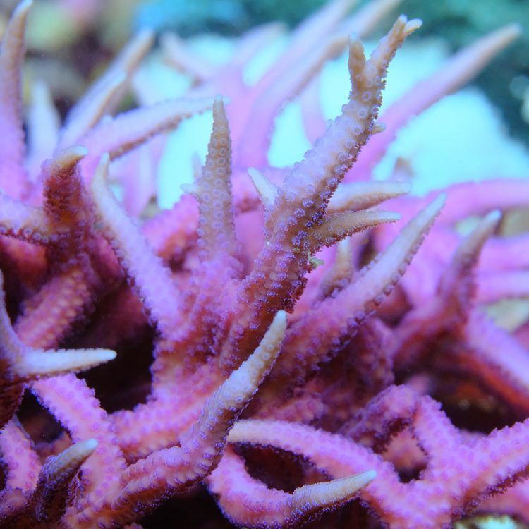 Seriatopora Hystrix
