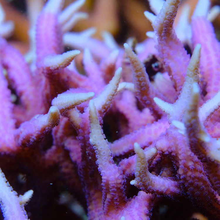 Seriatopora Hystrix