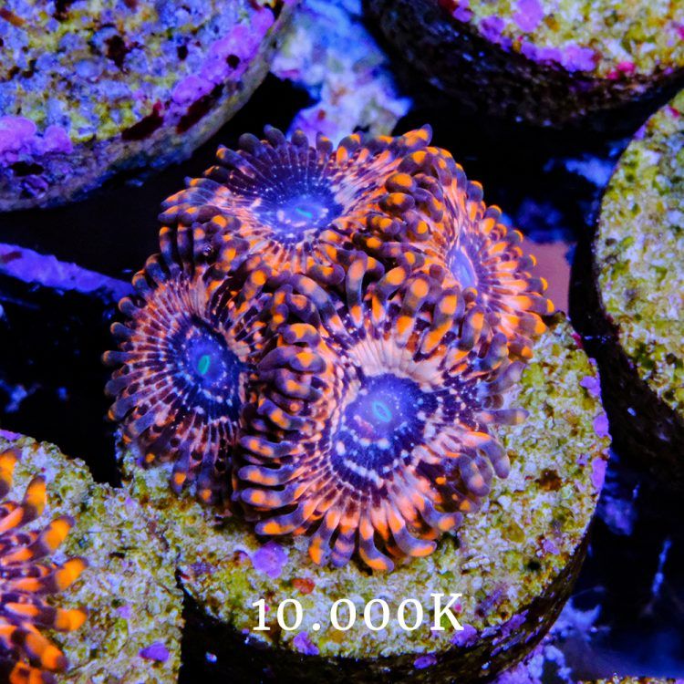 Utter Chaos Zoa