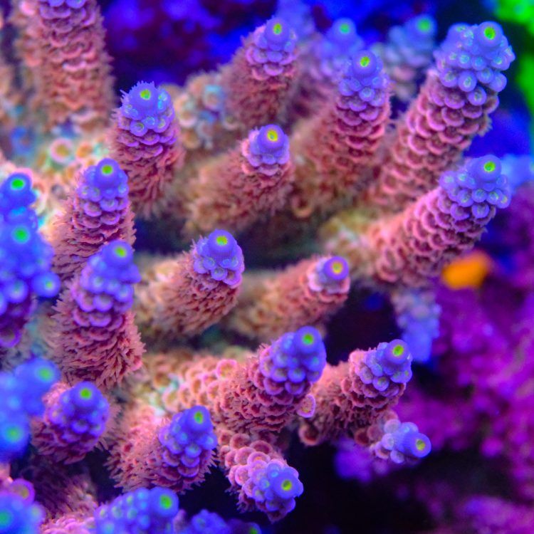 TK Homie on Steroids