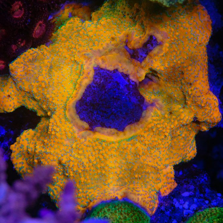 Gold Rush Montipora