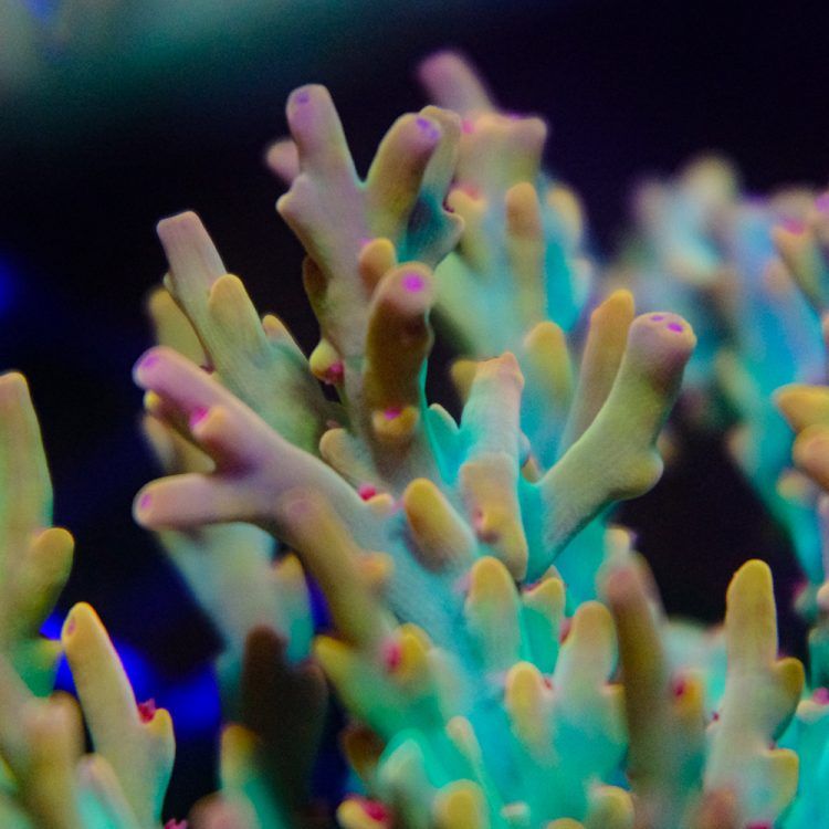 Acropora speciosa Coral