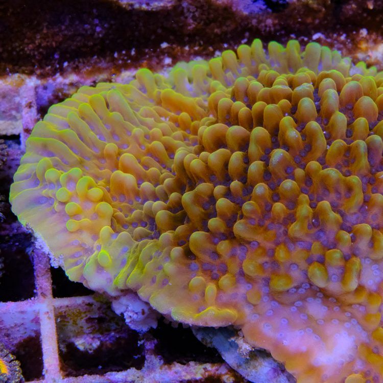 Foto by : Toms Korallen - www.toms-korallen.de