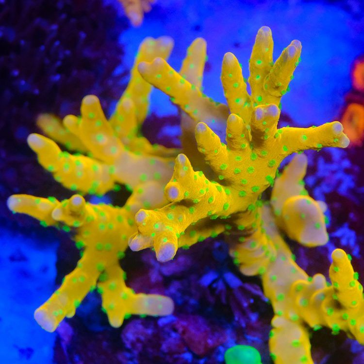 Anacropora Tropicana