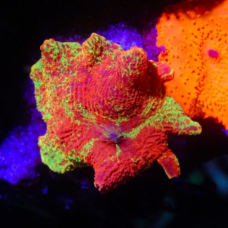 Foto by : Toms Korallen - www.toms-korallen.de