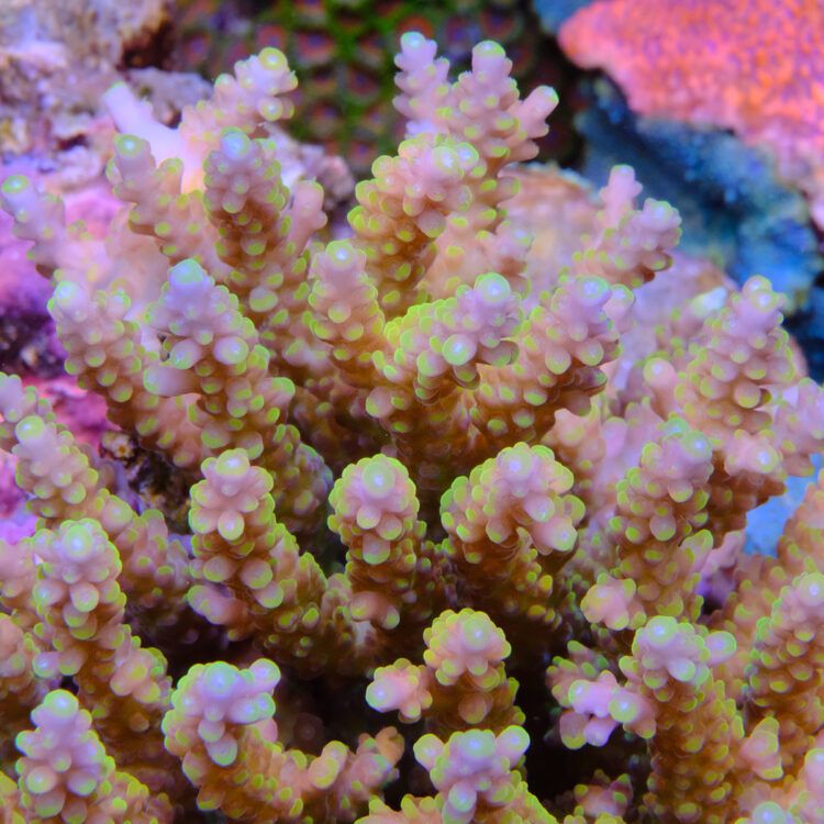 Foto by : Toms Korallen - www.toms-korallen.de