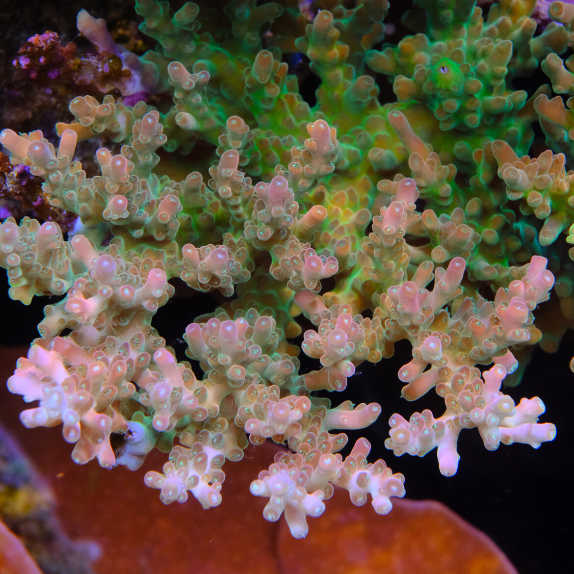 Foto by : Toms Korallen - www.toms-korallen.de