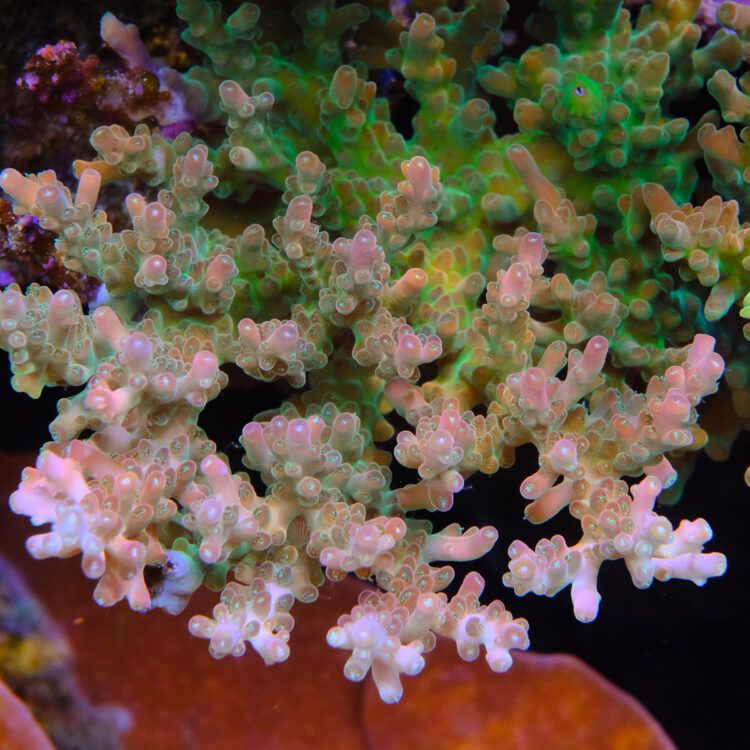 Foto by : Toms Korallen - www.toms-korallen.de