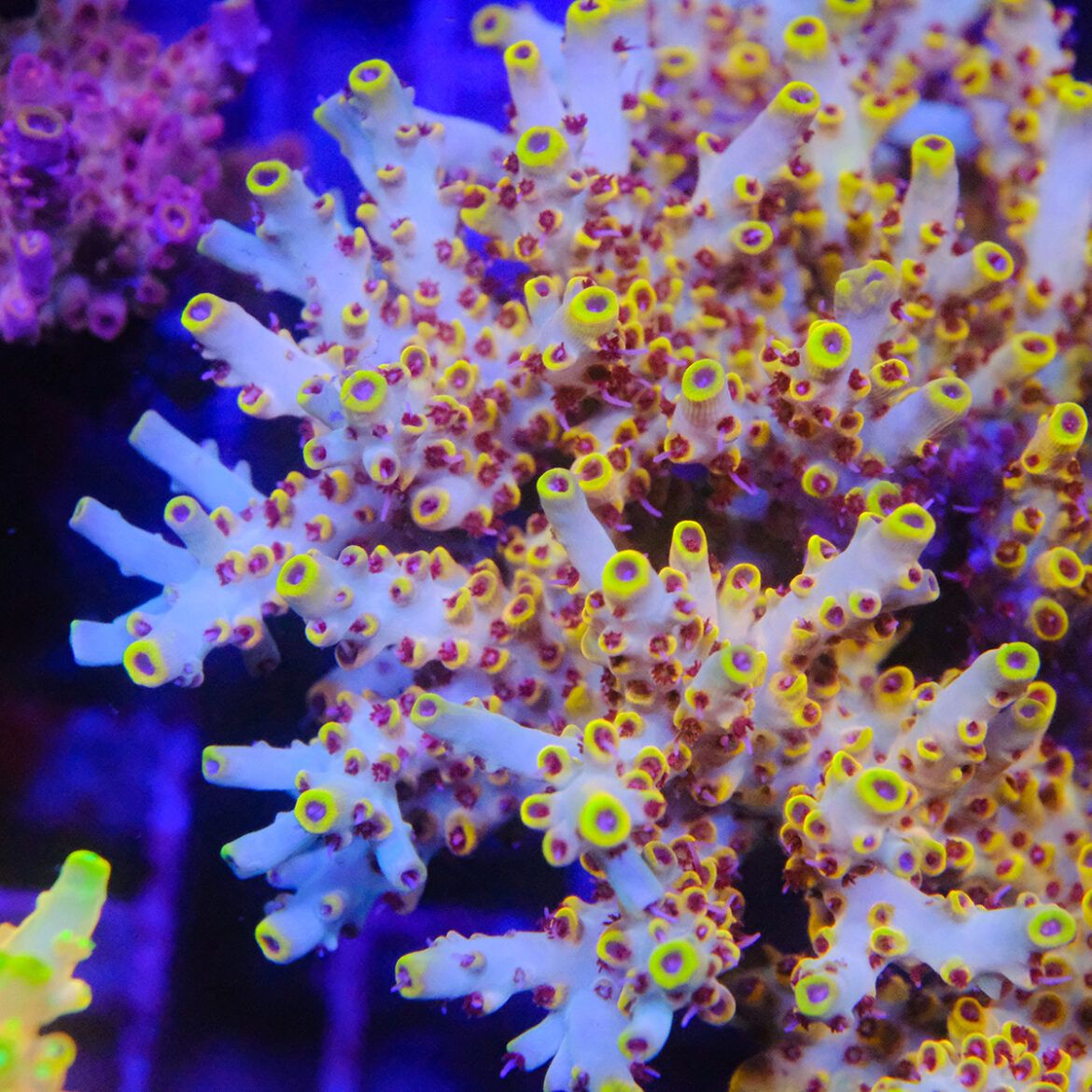 Foto by : Toms Korallen - URL