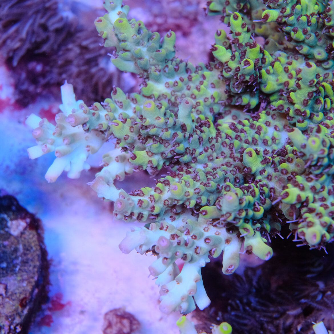 Foto by : Tomas Korallen - www.toms-korallen.de