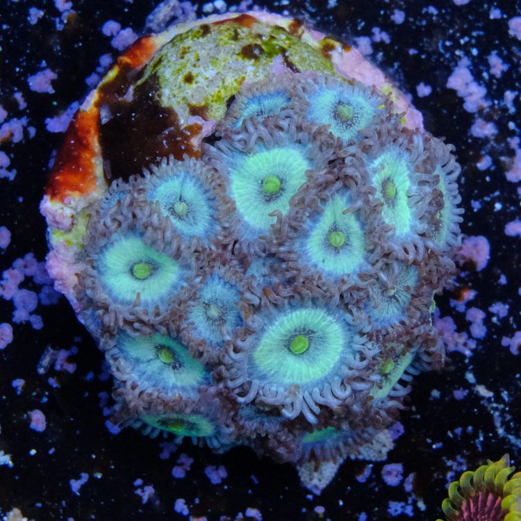 Frozen Nebula Zoa