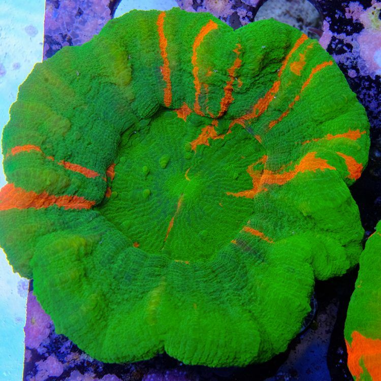 Bleeding Apple Scoly