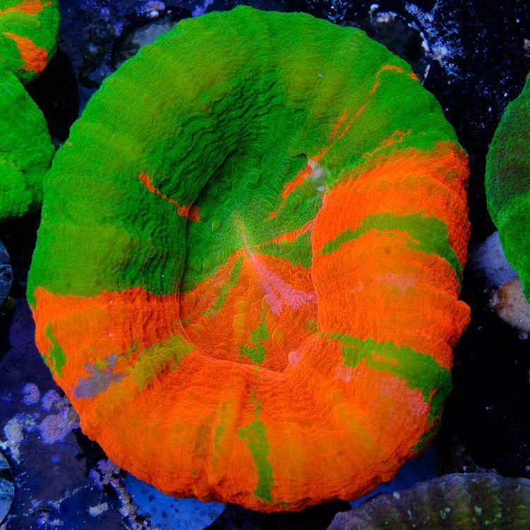 Bleeding Apple Scoly