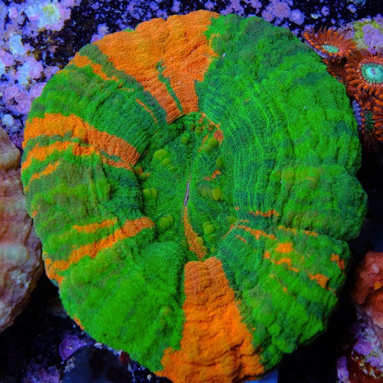 Bleeding Apple Scoly