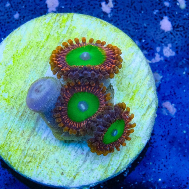 Candy Apple Red Zoa
