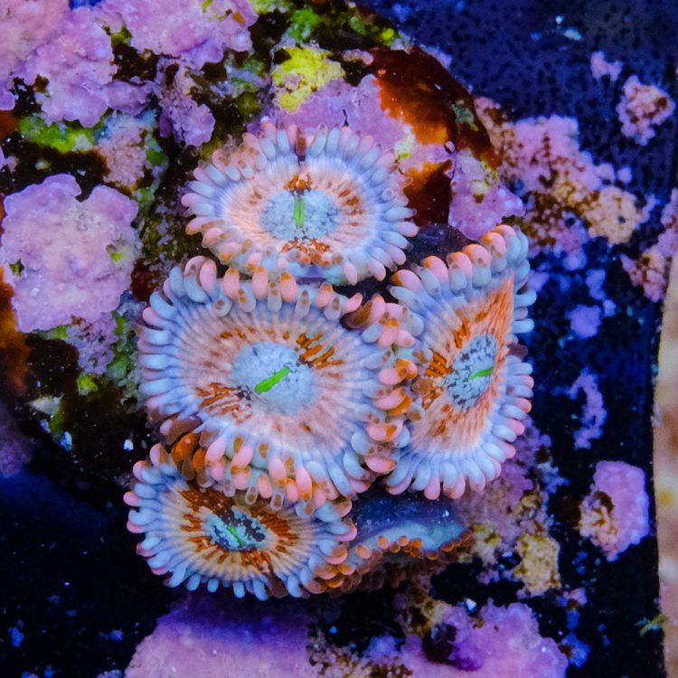 Seduction Zoas