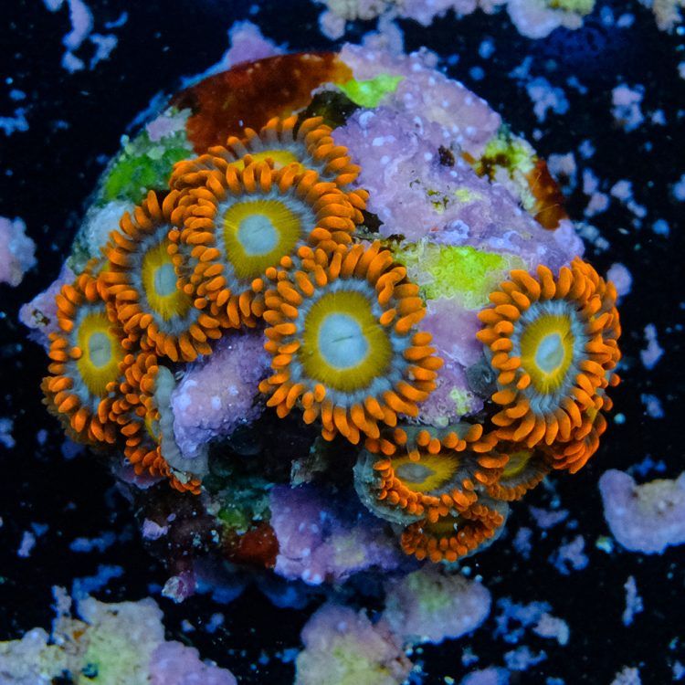 Foto by : Toms Korallen - www.toms-korallen.de