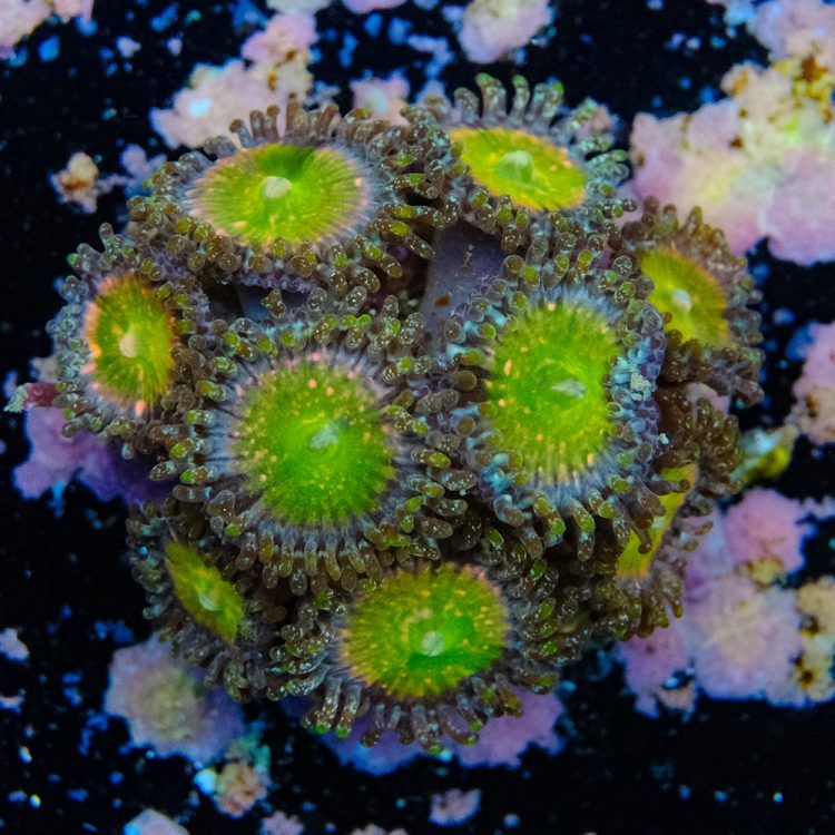 Sour Punch Zoa