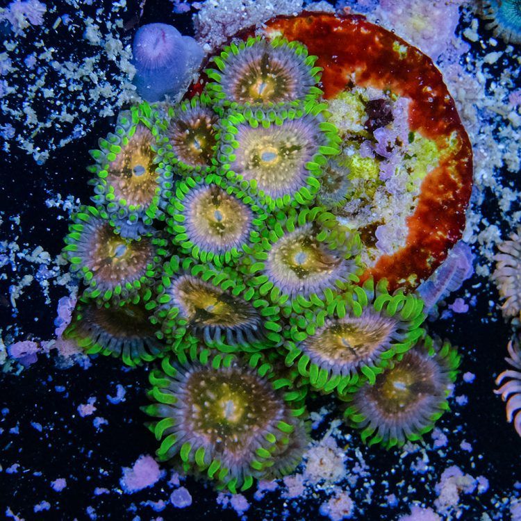 Foto by : Toms Korallen - www.toms-korallen.de