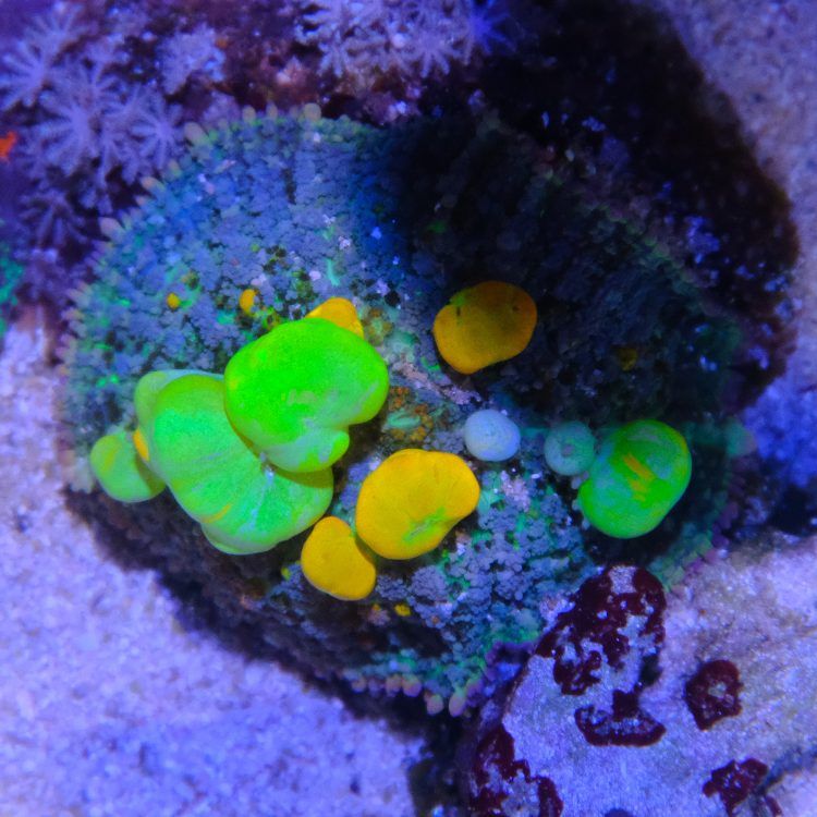 Foto by : Toms Korallen - www.toms-korallen.de