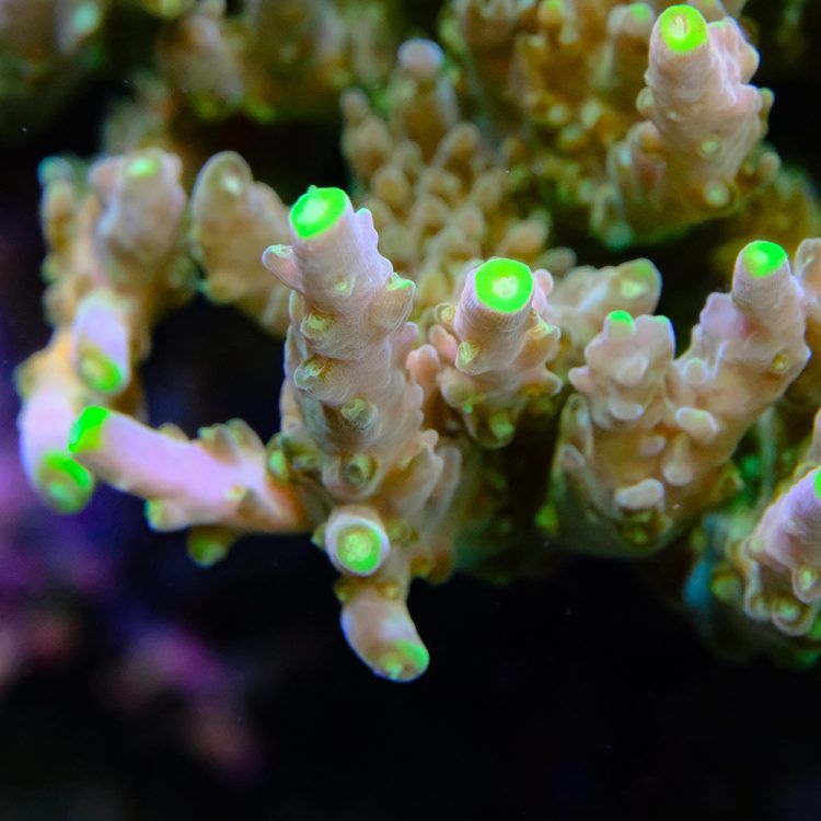 Goldfinger, Golden Jawdropper