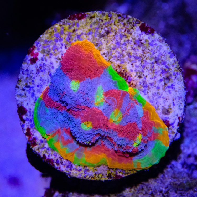 Flaming Bugatti Chalice