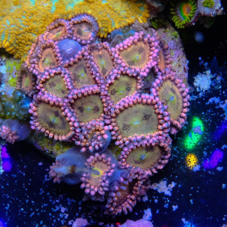 Foto by : Toms Korallen - www.toms-korallen.de