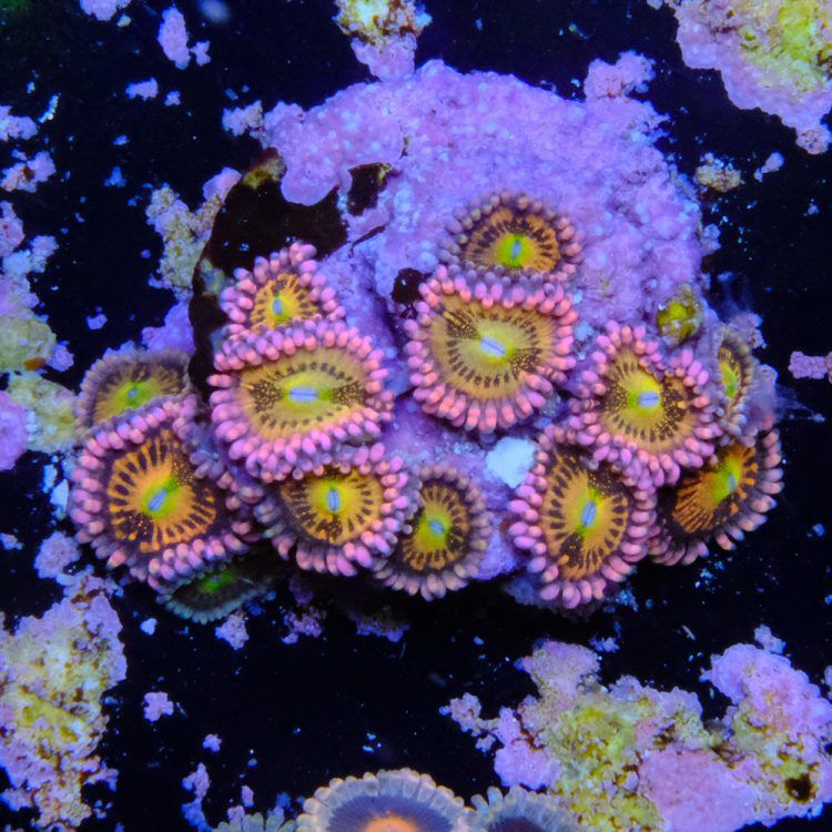 Foto by : Toms Korallen - www.toms-korallen.de