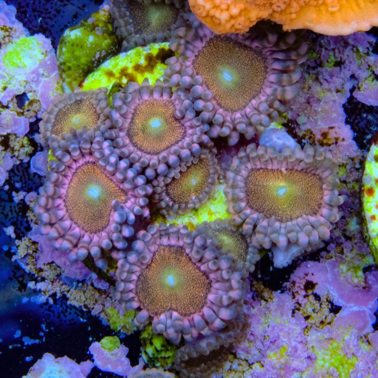 Foto by : Toms Korallen - www.toms-korallen.de