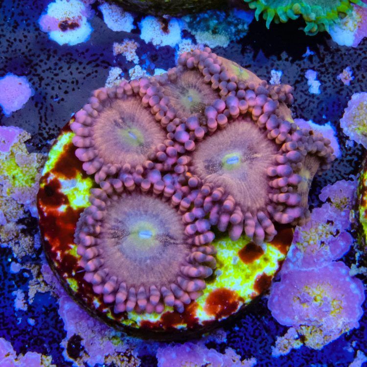 Foto by : Toms Korallen - www.toms-korallen.de