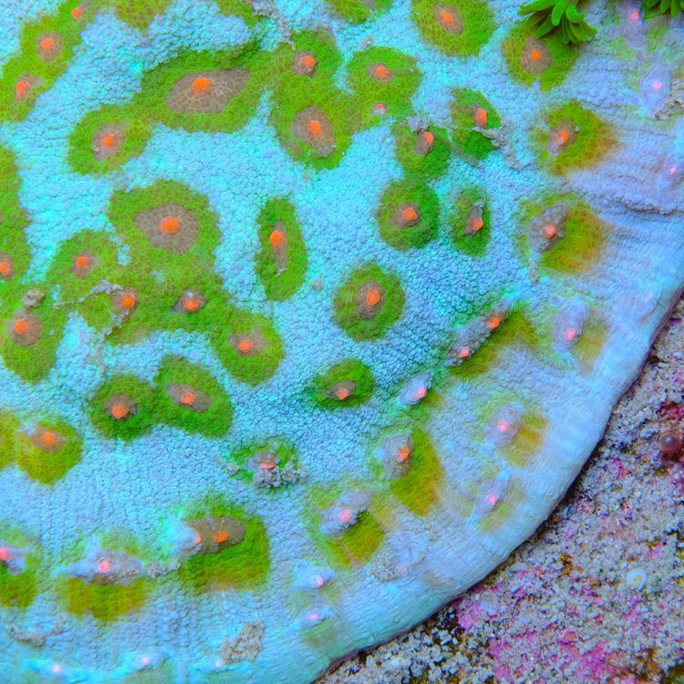 Foto by : Type in credit - Type in URL