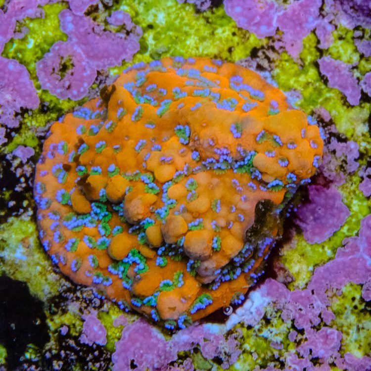 Gold Rush Montipora