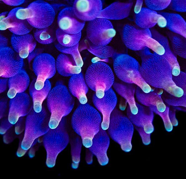 Darth Vader bubble tip anemone