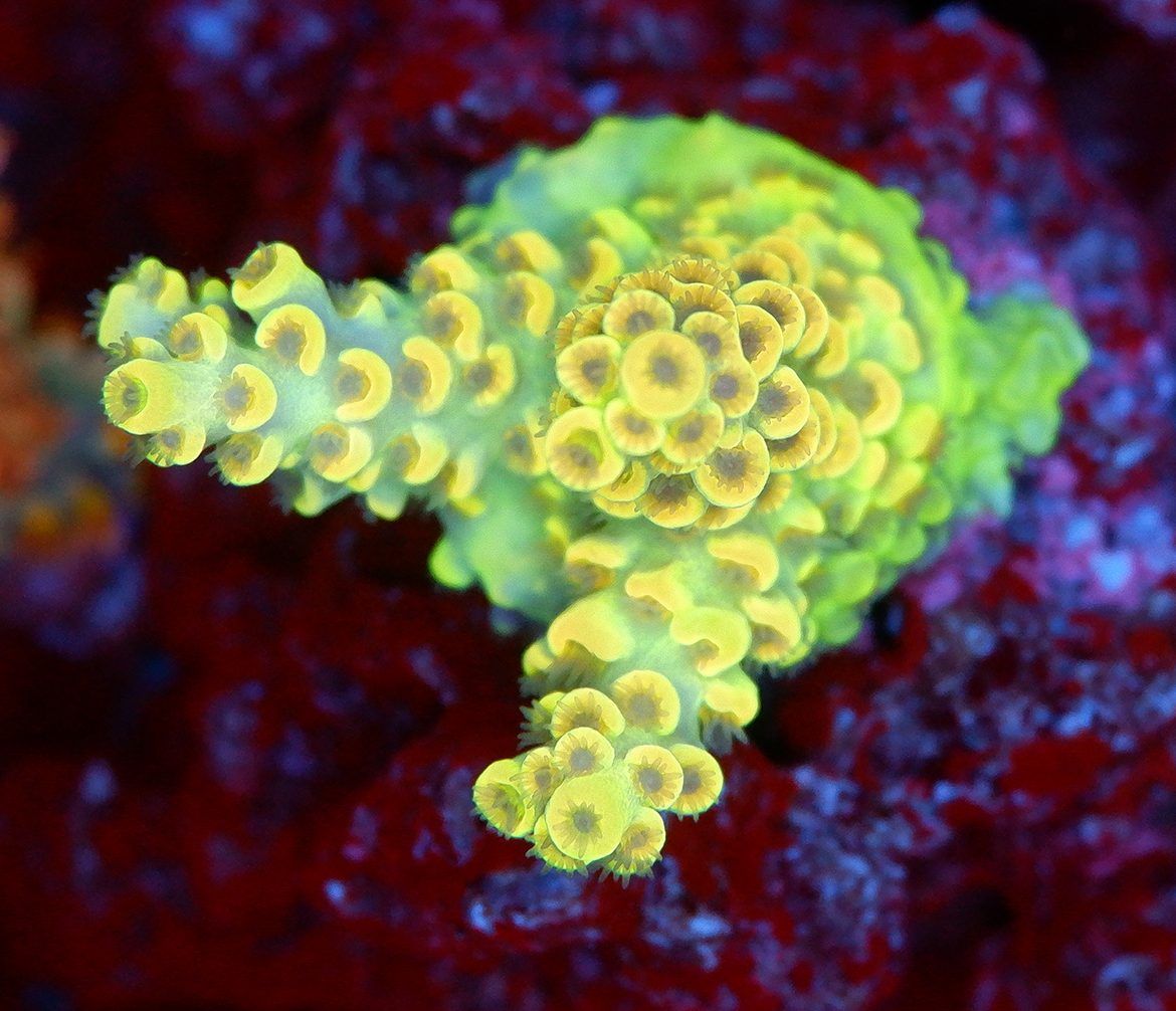 Foto by : RainbowCoralReef - www.instagram.com/rainbowcoralreef