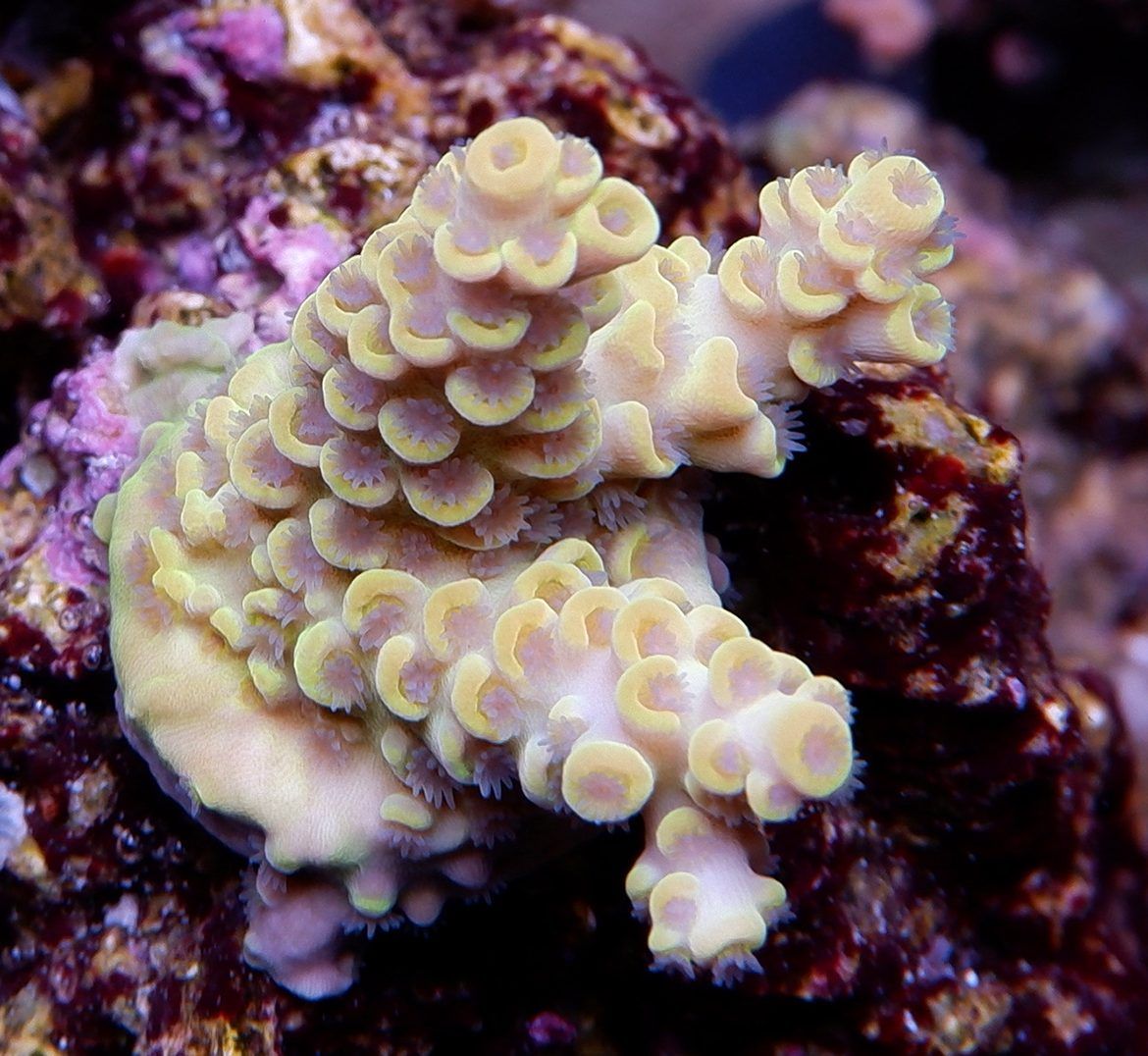 Foto by : RainbowCoralReef - www.instagram.com/rainbowcoralreef