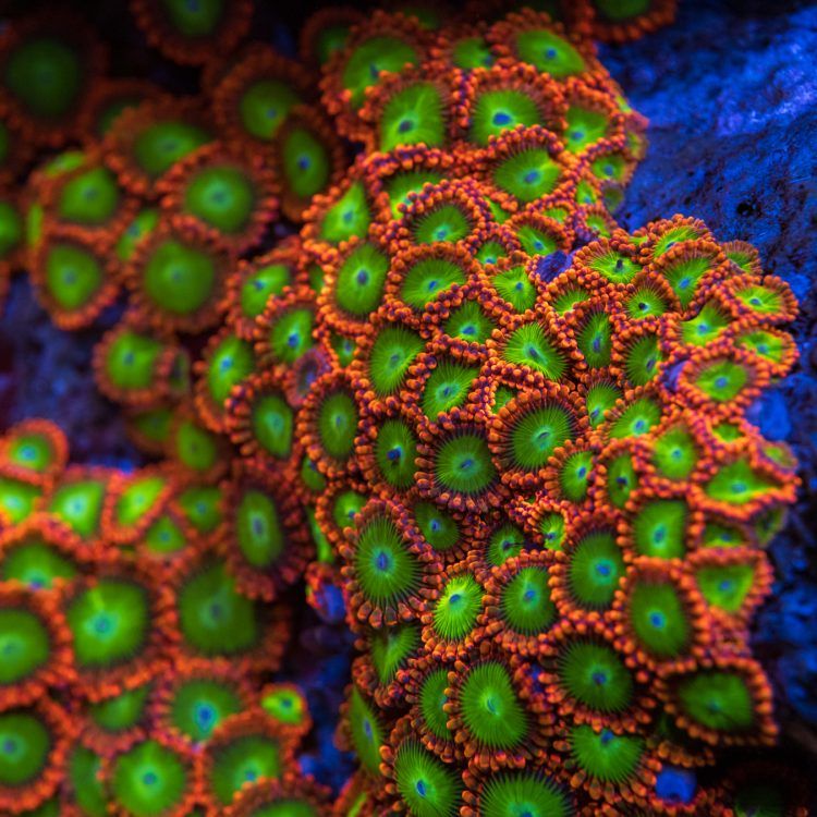 Electric Oompa Loomas Zoas