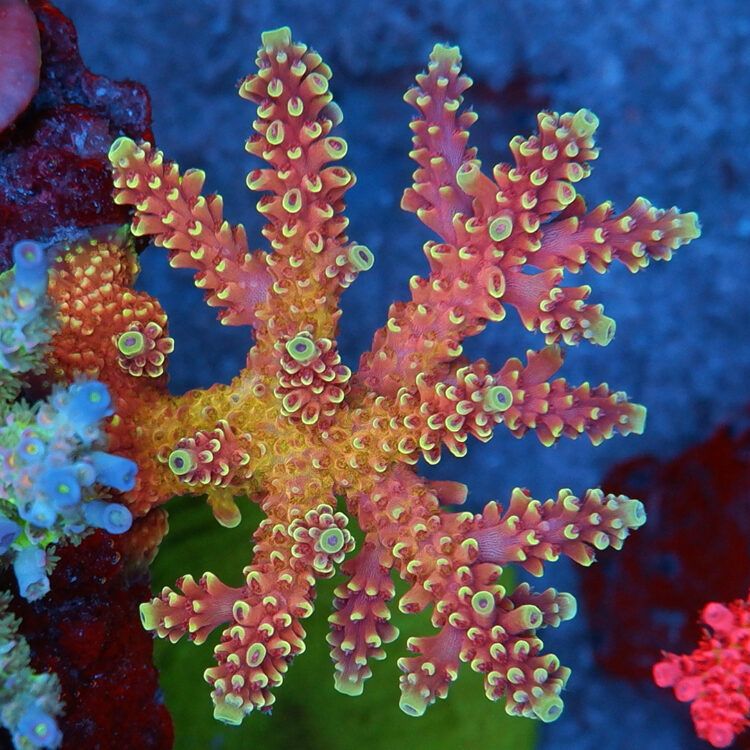 Foto by RainbowCoralReef - www.instagram.com/rainbowcoralreef