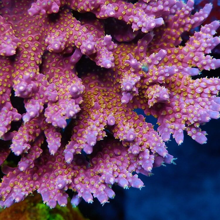 Foto by RainbowCoralReef - www.instagram.com/rainbowcoralreef