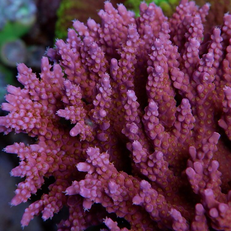 Foto by RainbowCoralReef - www.instagram.com/rainbowcoralreef