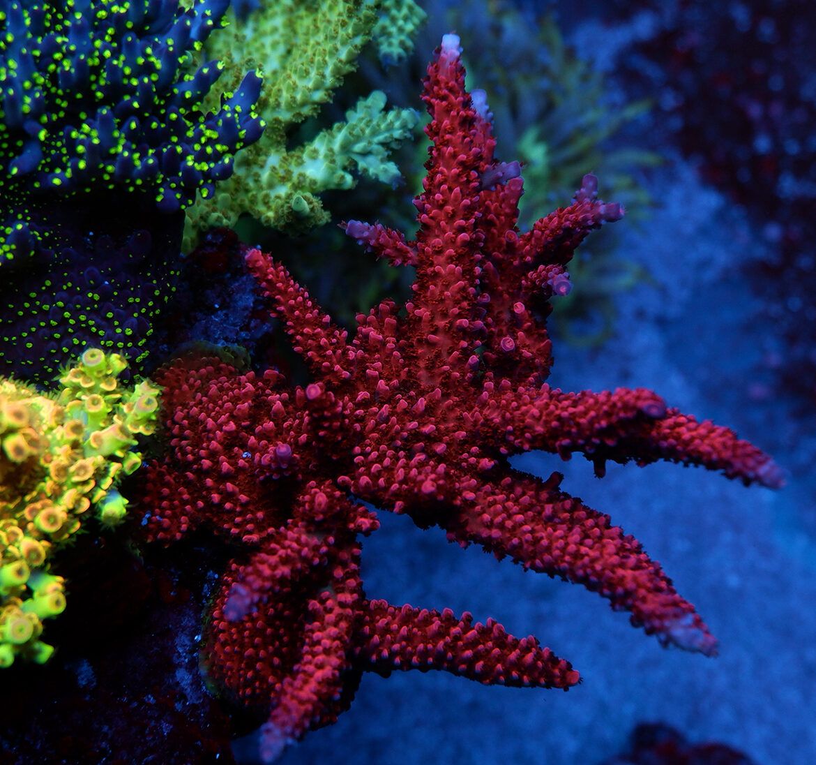 Foto by RainbowCoralReef - www.instagram.com/rainbowcoralreef