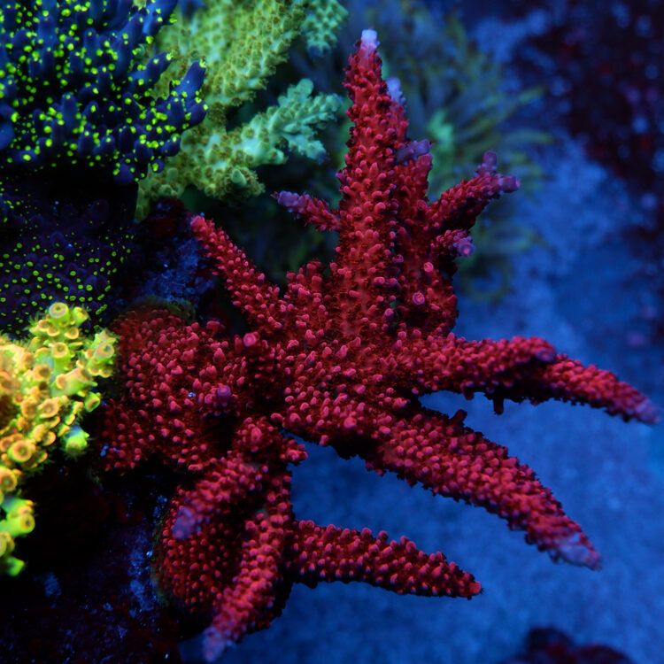 Foto by RainbowCoralReef - www.instagram.com/rainbowcoralreef