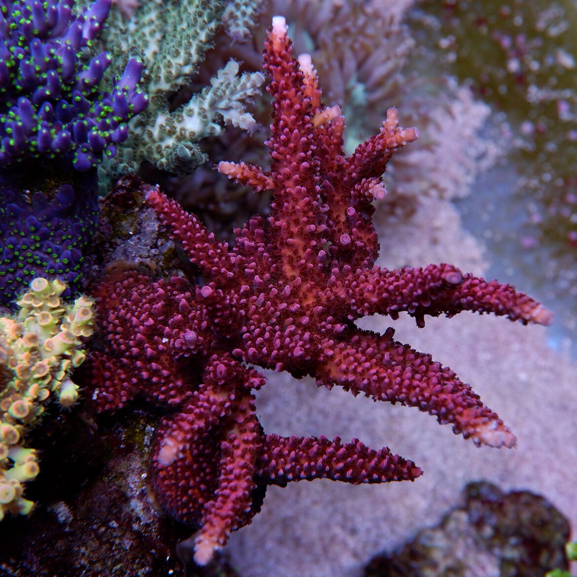 Foto by RainbowCoralReef - www.instagram.com/rainbowcoralreef