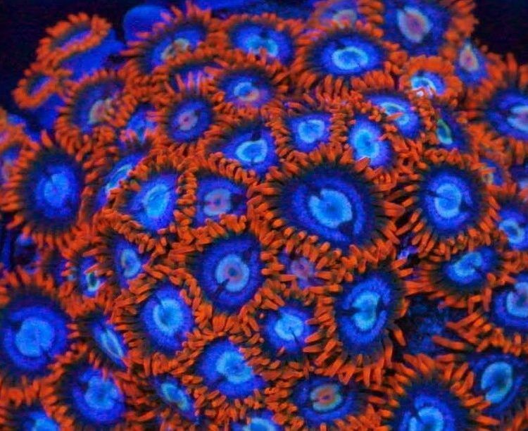 Foto by : Korallen Schätze - https://www.korallen-schaetze.de/