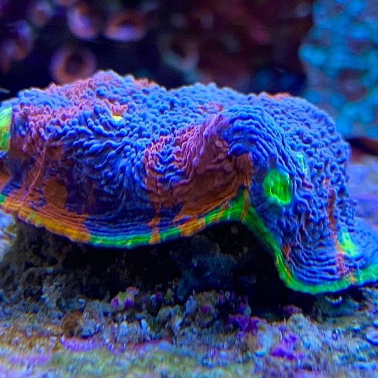 Flaming Bugatti Chalice