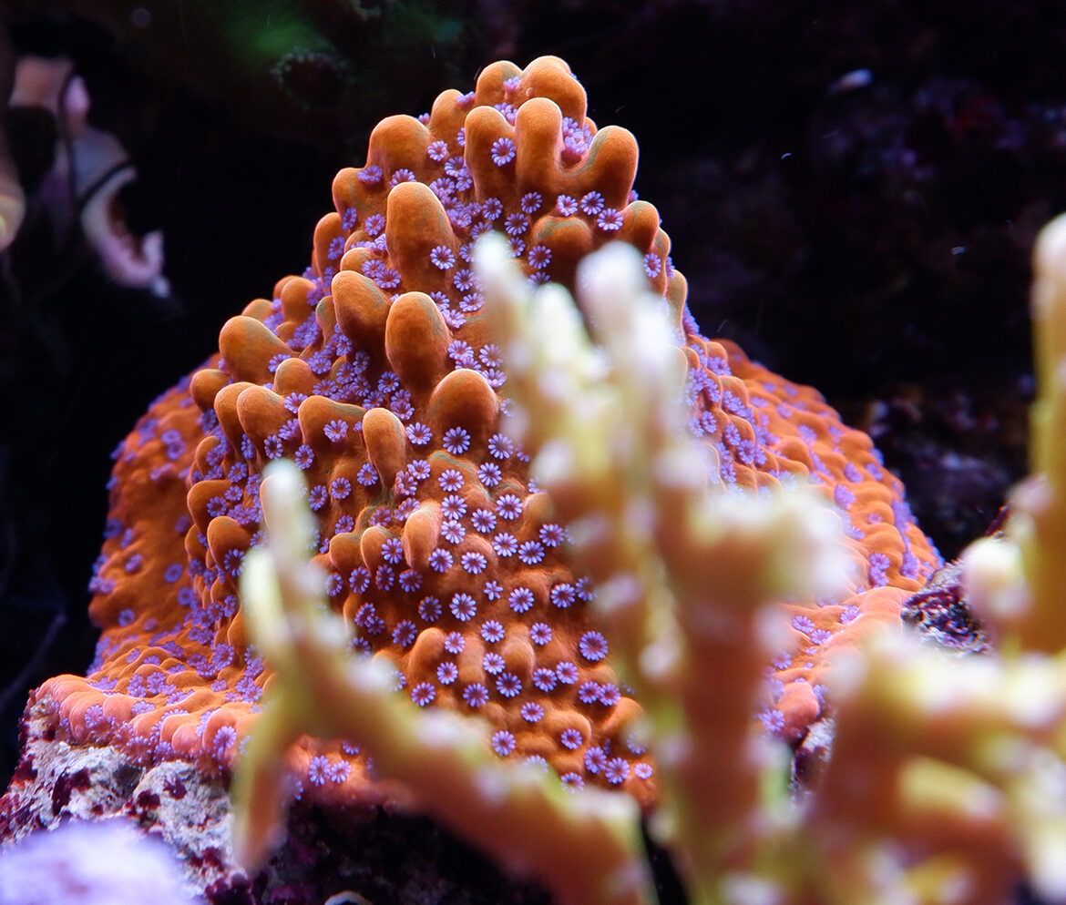 Foto by RainbowCoralReef - www.instagram.com/rainbowcoralreef